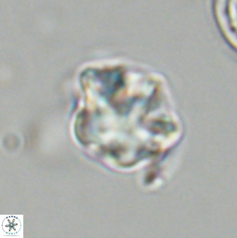 Olladiscoaster vestigium 31548