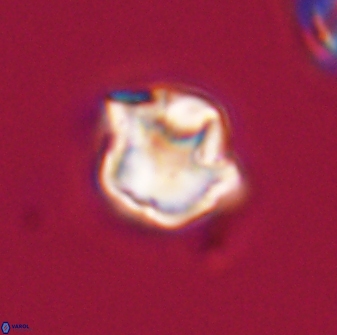 Olladiscoaster vestigium 31549