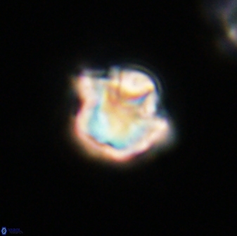 Olladiscoaster vestigium 31550