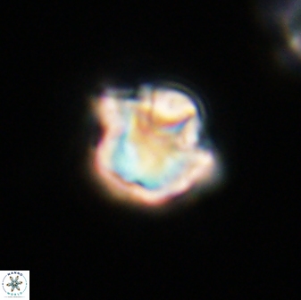 Olladiscoaster vestigium 31550
