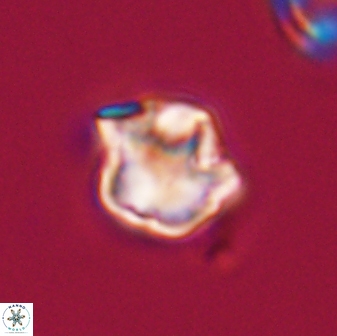 Olladiscoaster vestigium 31551