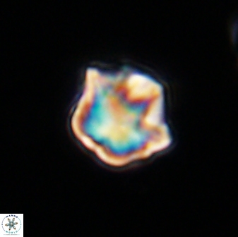 Olladiscoaster vestigium 31552