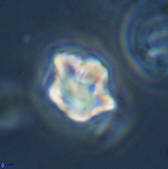 Olladiscoaster vestigium 31554