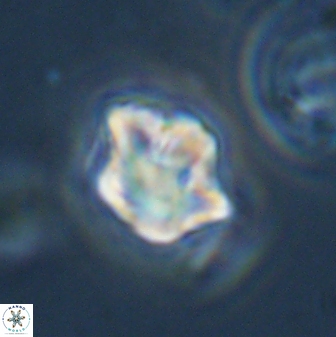 Olladiscoaster vestigium 31554