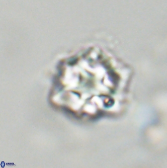 Olladiscoaster vestigium 31556