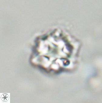Olladiscoaster vestigium 31556