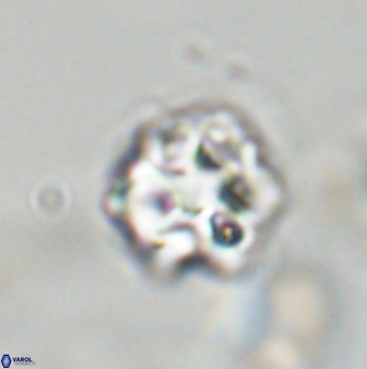 Olladiscoaster vestigium 31557