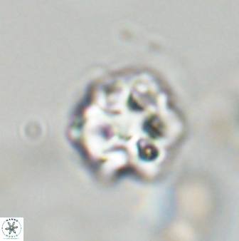 Olladiscoaster vestigium 31557
