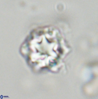 Olladiscoaster vestigium 31558