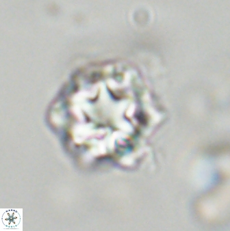 Olladiscoaster vestigium 31558