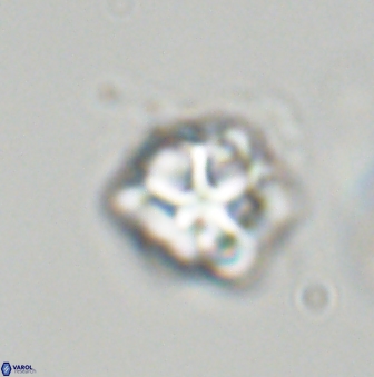 Olladiscoaster vestigium 31559