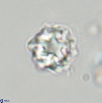 Olladiscoaster vestigium 31560