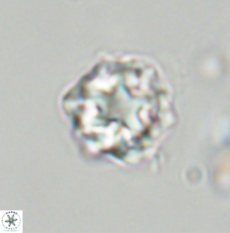 Olladiscoaster vestigium 31560