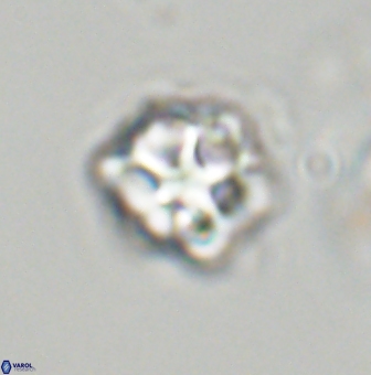 Olladiscoaster vestigium 31561