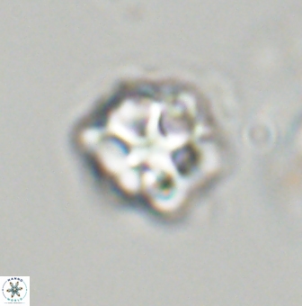 Olladiscoaster vestigium 31561