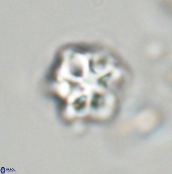 Olladiscoaster vestigium 31562