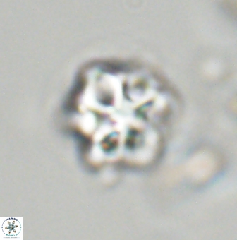Olladiscoaster vestigium 31562
