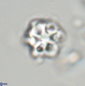 Olladiscoaster vestigium 31563