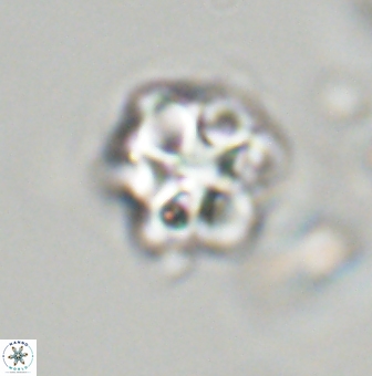Olladiscoaster vestigium 31563