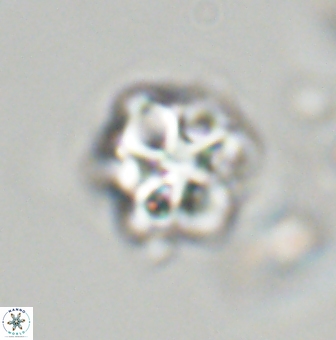 Olladiscoaster vestigium 31564