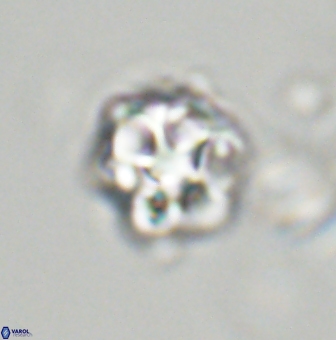 Olladiscoaster vestigium 31565