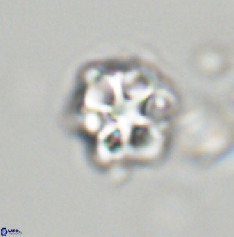 Olladiscoaster vestigium 31566