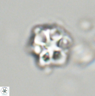 Olladiscoaster vestigium 31566