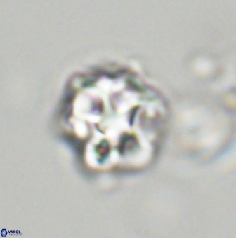 Olladiscoaster vestigium 31567