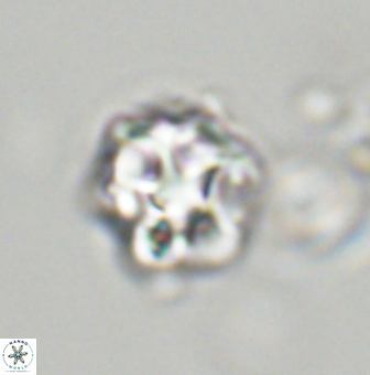 Olladiscoaster vestigium 31567