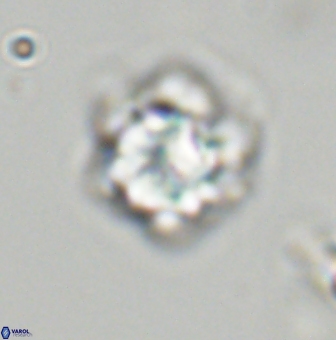 Olladiscoaster vestigium 31568