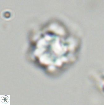 Olladiscoaster vestigium 31568