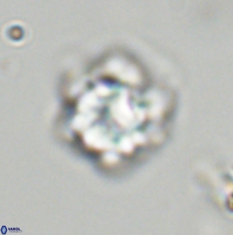 Olladiscoaster vestigium 31569