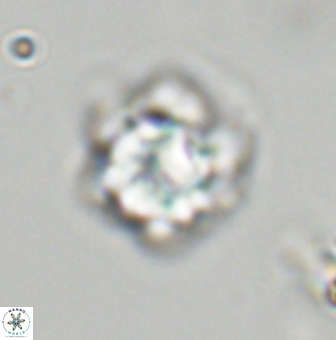 Olladiscoaster vestigium 31569