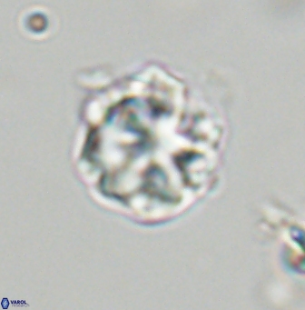 Olladiscoaster vestigium 31570