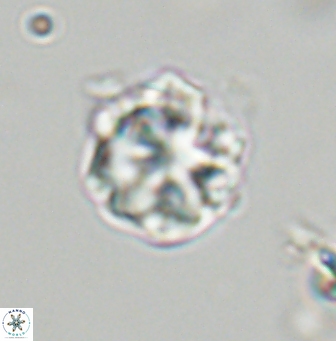 Olladiscoaster vestigium 31570