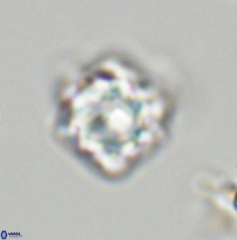 Olladiscoaster vestigium 31571