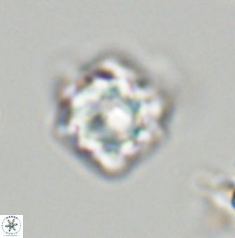 Olladiscoaster vestigium 31571