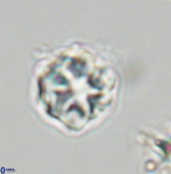 Olladiscoaster vestigium 31572