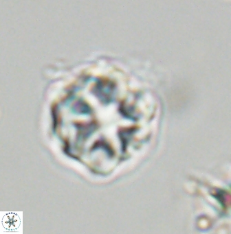 Olladiscoaster vestigium 31572