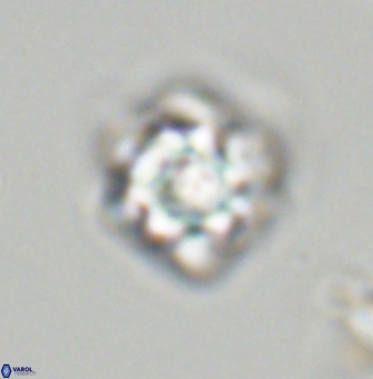 Olladiscoaster vestigium 31573