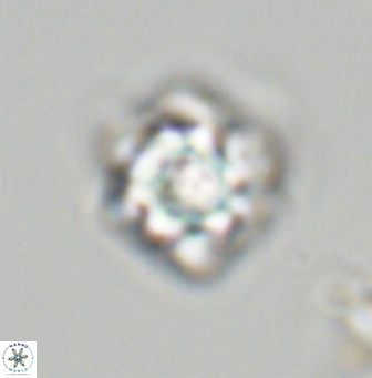 Olladiscoaster vestigium 31573