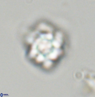 Olladiscoaster vestigium 31574