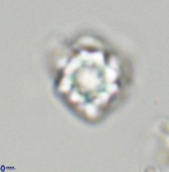 Olladiscoaster vestigium 31575