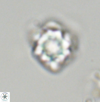 Olladiscoaster vestigium 31575