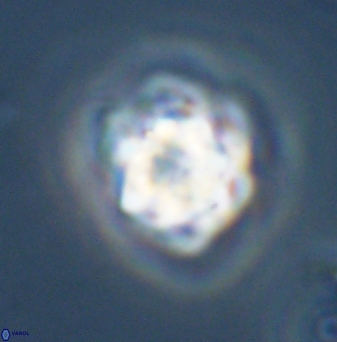 Olladiscoaster vestigium 31578