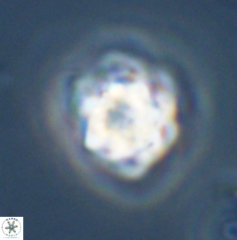 Olladiscoaster vestigium 31578