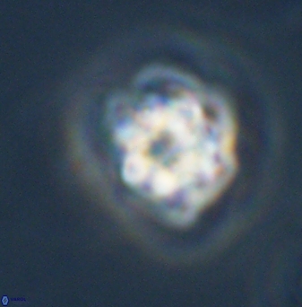 Olladiscoaster vestigium 31580