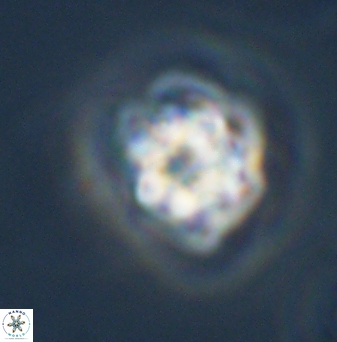 Olladiscoaster vestigium 31580