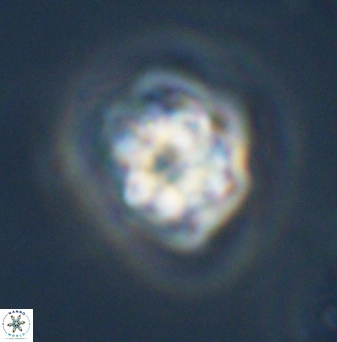 Olladiscoaster vestigium 31581