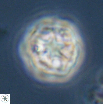 Olladiscoaster vestigium 31582